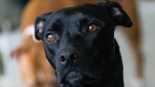 Black dog collar focus blurry - a black dog free wallpaper