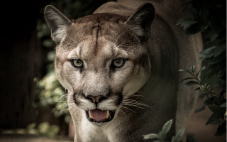 Mountain lion open mouth forest - a mountain lion free wallpaper