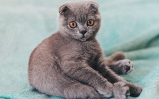 Small gray kitten curious blurry - a small gray kitten free wallpaper