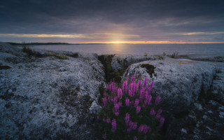 Purple flower beach sunset rocks - akseli gallenkallela free wallpaper for desktop
