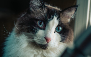 Sad cat blue eyes renaissance - symmetrical eye free wallpaper