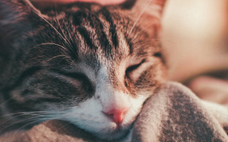 Cat sleeping blanket furry realistic - furry free wallpaper