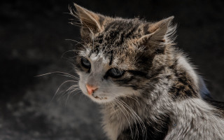 Cat black white face white - spot free wallpaper