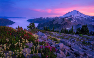 Mountain lake flowers pink sky - a pink sky in the background free wallpaper