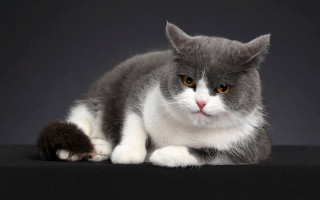 Gray white cat angry portrait - a black surface free wallpaper for desktop