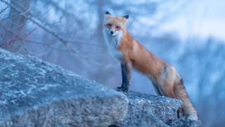 Red fox rock forest sky - a rock in a forest free wallpaper