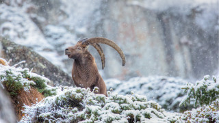 Ram horned sheep snowy mountain - large horn free wallpaper