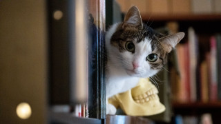 Cat skeleton bookcase night blurry - vanita free wallpaper