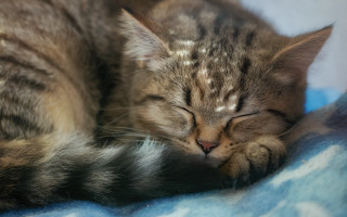 Cat sleeping blanket closed eyes 2 - its eye free wallpaper