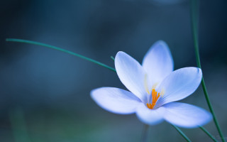 Flower butterfly lotus glow macro - a close up of a flower free wallpaper for desktop