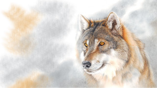 Wolf yellow eyes airbrush figurative - caspar wolf free wallpaper for desktop