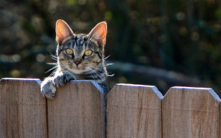 Cat fence overlooked portrait animal - a wooden fence free wallpaper