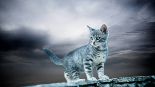 Cat ledge dark sky clouds 2 - the dark sky free wallpaper for desktop