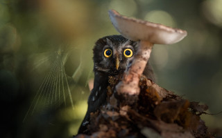 Bird mushroom head eye focus - surrealism free wallpaper for desktop