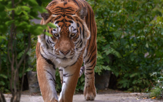Tiger dirt road forest bush - a dirt road next free wallpaper