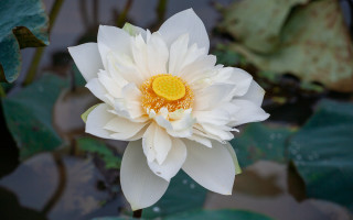 White flower water lilies bokeh - water lily free wallpaper