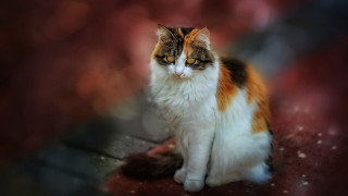 Cat yellow eyes mystical red - mystical color free wallpaper for desktop
