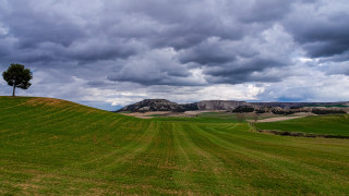 Lone tree grassy hill cloudy 2 - grassy free wallpaper for desktop