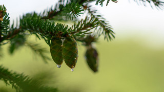 Pine water drops nature blurred - drop of water free wallpaper for desktop