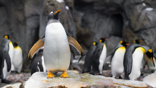 Penguins rocks zoo bird animal - a rock in a zoo enclosure free wallpaper