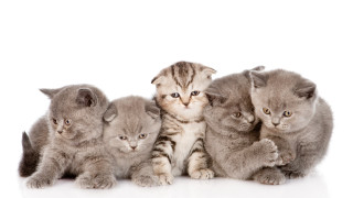 Kittens group white surface rayonism - a white surface free wallpaper