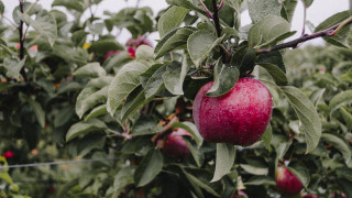 Apple tree dew fall vibrancy - fall vibrancy free wallpaper