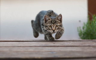 Cat running wooden deck plant - outside free wallpaper for desktop