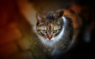 Cat green eyes tiltshift sharp - sharp focus free wallpaper for desktop