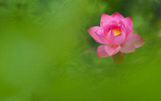 Pink lotus yellow center green - chang daichien free wallpaper for desktop