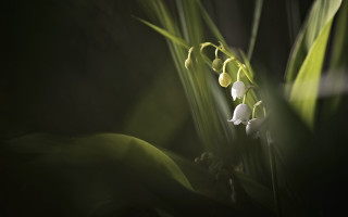 Flower closeup soft light macro - soft light free wallpaper for desktop