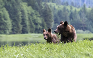 Brownbears grassyfield lakeforest ecologicalart wildlifephotography - grassy free wallpaper for desktop