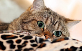 Curious green eyed cat leopard - corneille free wallpaper