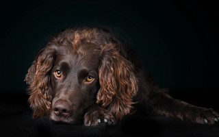 Sad dog black background photorealistic - a dark background free wallpaper