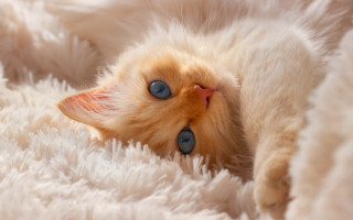 Curious cat laying fluffy blanket - fluffy free wallpaper
