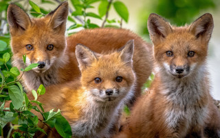 Three foxes tree blurry wildlife - primitivism free wallpaper