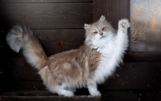 Fluffy cat heroic lion snowy - fluffy free wallpaper