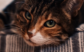 Sad cat lying blanket looking - sad free wallpaper