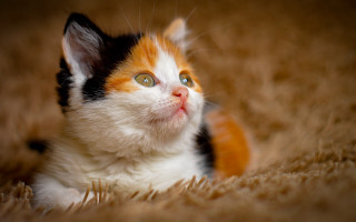 Surprised cat laying on carpet - floor free wallpaper for desktop