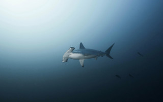 Shark diver ocean sunny figure - a large shark swimming in the ocean free wallpaper