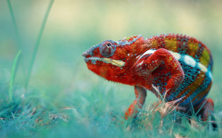 Colorful chameleon grass open tongue - tongue free wallpaper for desktop