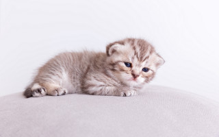 Small kitten white cushion blue - a white background behind free wallpaper