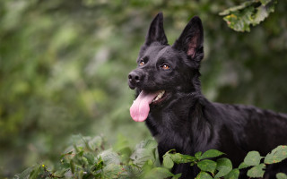 Black dog woods green leaves - the ground and trees free wallpaper for desktop