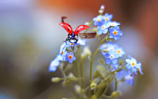 Red bug blue flower green - a green plant free wallpaper for desktop