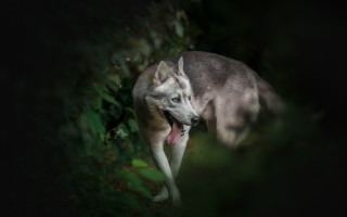 Dog holography portrait blurry outdoors - tongue free wallpaper for desktop