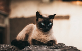 Siamese cat blue eyes rock - a brick wall in the background free wallpaper