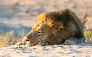 Lion sunbathing blurry mountain desert - a lion free wallpaper