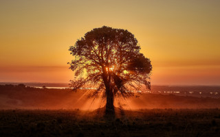 Tree sunset field clouds autumn - radiant light free wallpaper for desktop