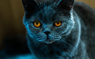Yellow eyed cat symmetrical depth - symmetrical eye free wallpaper