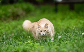 Cat grassy field blurry background 2 - a grassy field free wallpaper for desktop
