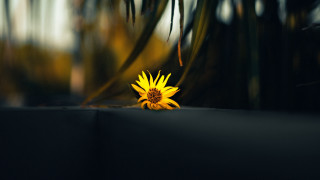 Yellow flower black surface blurry - a blurry background of trees and bushes free wallpaper for desktop